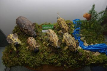 Preșcolari și elevi suceveni, premiați la Muzeul de Științele Naturii