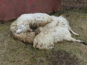 Animale lăsate să moară fără apă și hrană de un proprietar iresponsabil, în preajma aeroportului din Salcea