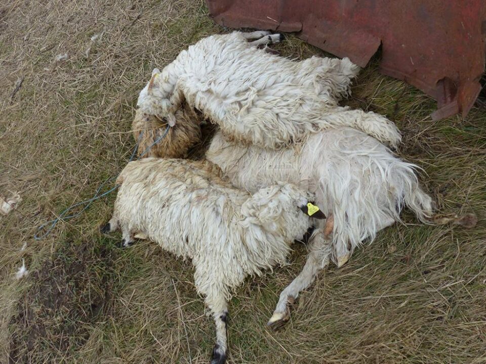 Oi moarte, împrăștiate în jurul țarcului, altele mâncate de câini, un tablou macabru la prima vizită făcută la stână, la mijlocul săptămânii trecute