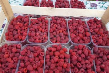 Fructele de pădure, delicioase și la mare căutare pe piață