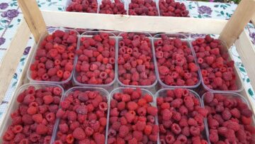 Fructele de pădure, delicioase și la mare căutare pe piață