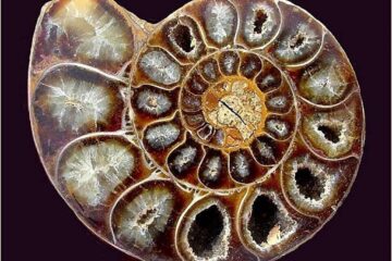 Cristale, pietre prețioase și bijuterii, la Muzeul de Științele Naturii Suceava