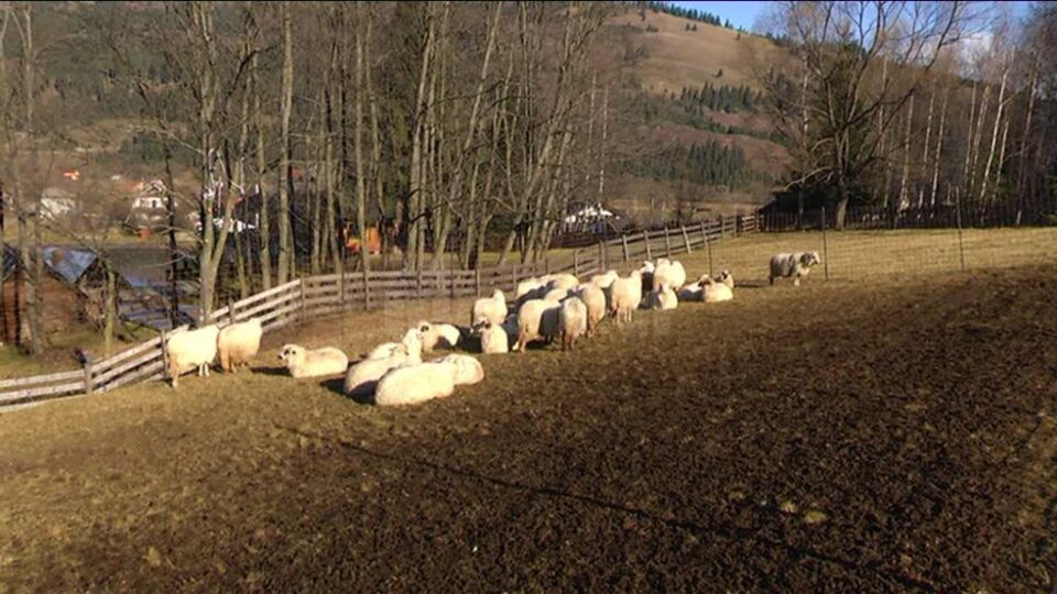 Oile care au scăpat din gura lupului au răni care le pot aduce oricând moartea
