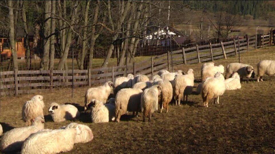 Haitele de lupi fac ravagii în țarcurile crescătorilor de animale din zona Dornelor