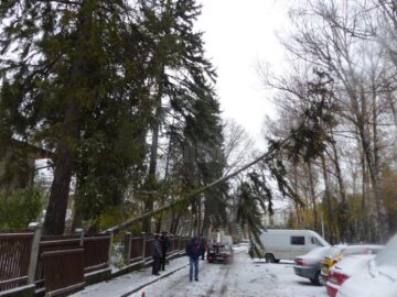 Un molid foarte înalt s-a rupt în curtea Casei Memoriale Simion Florea Marian, în centrul Sucevei