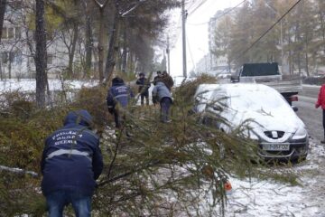 Pe bulevardul George Enescu mai mulți copaci de mici dimensiuni au căzut peste mașini
