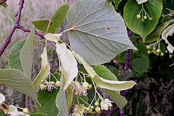 „Valorificarea florei spontane”