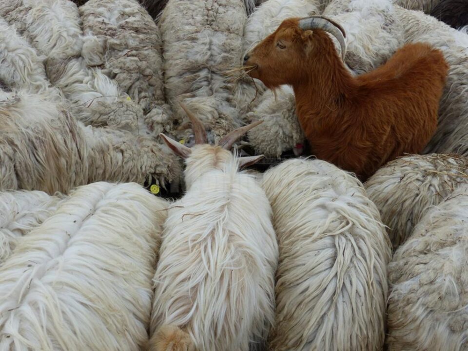 1.000 de lei amendă pentru proprietarul animalelor lăsate de izbeliște la Salcea