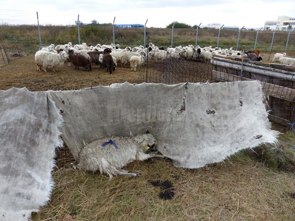1.000 de lei amendă pentru proprietarul animalelor lăsate de izbeliște la Salcea