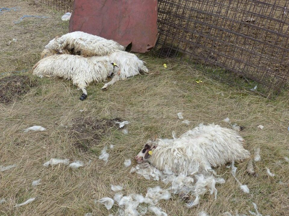 1.000 de lei amendă pentru proprietarul animalelor lăsate de izbeliște la Salcea
