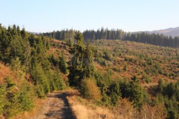 Zonă afectată de tăierile de copaci