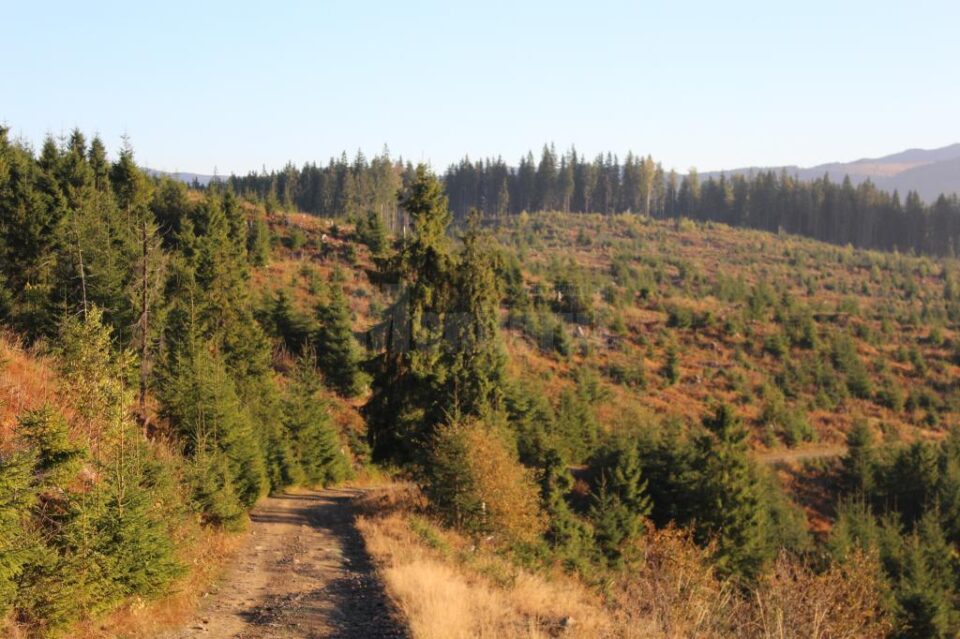 Zonă afectată de tăierile de copaci