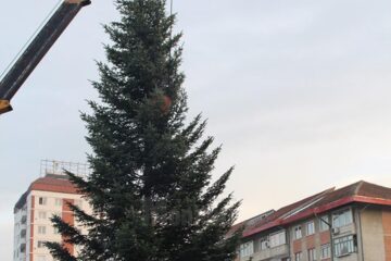 Superb brad argintiu, de Crăciun, montat ieri în centrul Sucevei