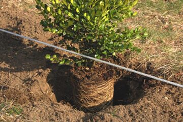 „Toaleta de toamnă a orașului”