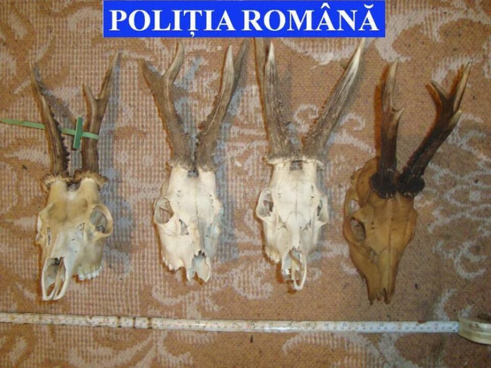 Zeci de trofee de vânătoare, confiscate de la locuințele unor braconieri Zeci de trofee de vânătoare, confiscate de la locuințele unor braconieri