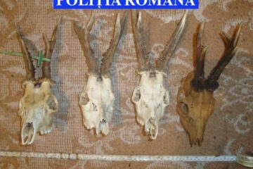 Zeci de trofee de vânătoare, confiscate de la locuințele unor braconieri