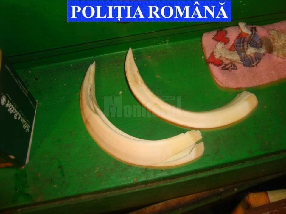 Zeci de trofee de vânătoare, confiscate de la locuințele unor braconieri