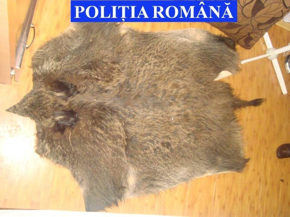 Zeci de trofee de vânătoare, confiscate de la locuințele unor braconieri