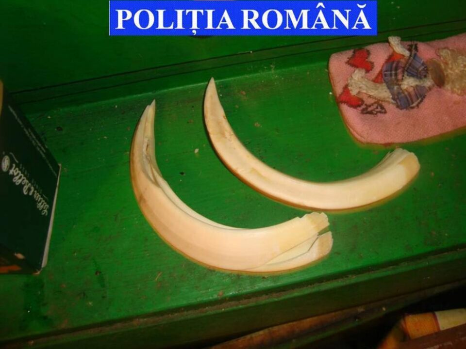 Colți de mistreți