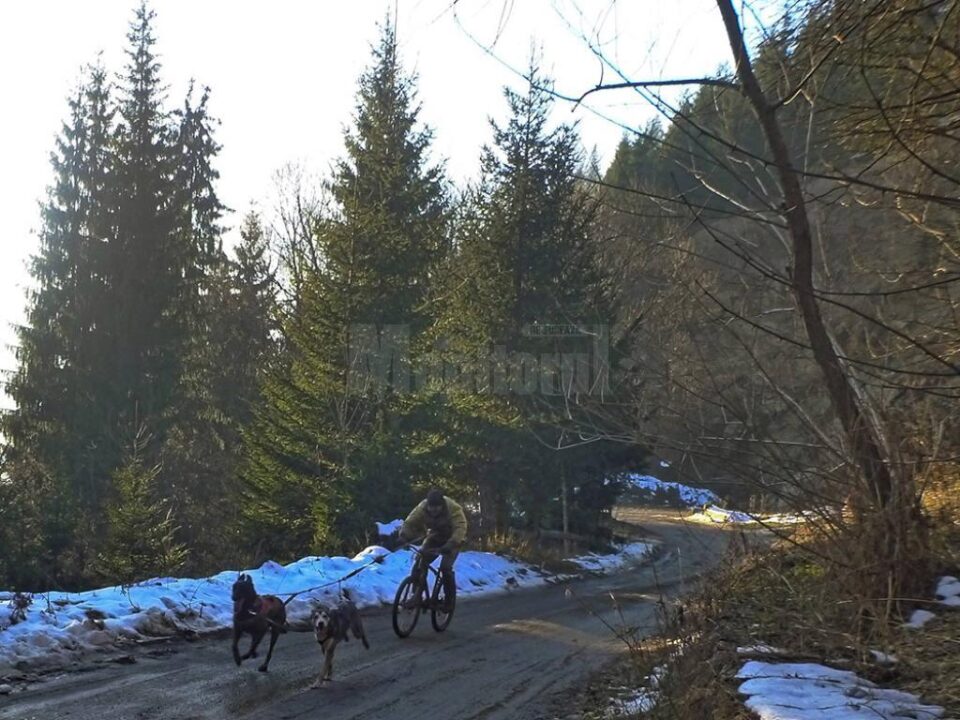 Pascu a concurat împreună cu Erik, un ciobănesc belgian Malinois, și Ajak, un tânăr Husky Siberian aflat la prima competiție de acest gen