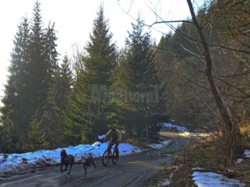 Pascu a concurat împreună cu Erik, un ciobănesc belgian Malinois, și Ajak, un tânăr Husky Siberian aflat la prima competiție de acest gen
