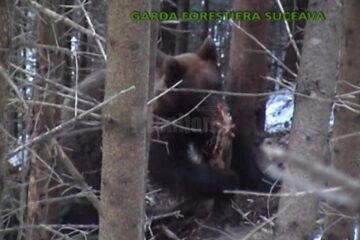 Ursul de talie mare, de peste 500 de kg, prins într-un laț metalic, în zona localității Crucea, a pus în alertă ieri autoritățile sucevene Ursul de talie mare, de peste 500 de kg, prins într-un laț metalic, în zona localității Crucea, a pus în alertă ieri autoritățile sucevene