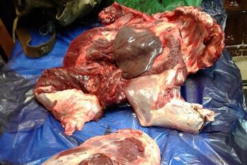 În interiorul celor două rucsacuri au fost descoperite 44 de kg de carne provenite din tranșarea animalului