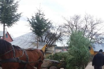 Polițiștii au confiscat căruța și brazii găsiți asupra celor doi bărbați din Botoșana