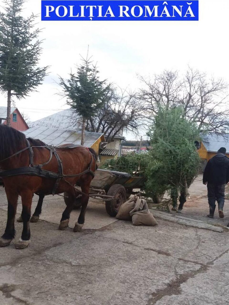 Polițiștii au confiscat căruța și brazii găsiți asupra celor doi bărbați din Botoșana