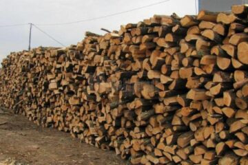 Garda Forestiera a dispus confiscarea contravalorii a 172 de metri cubi de material lemnos