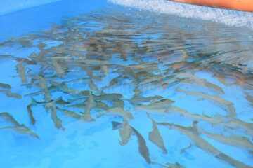 Delicii pe mesele sucevenilor cu ocazia sărbătorilor: sturionul siberian, provenit dintr-o crescătorie de lângă Rădăuți