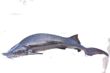 Delicii pe mesele sucevenilor cu ocazia sărbătorilor: sturionul siberian, provenit dintr-o crescătorie de lângă Rădăuți