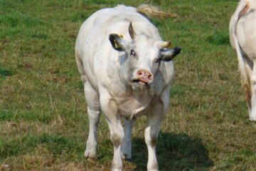 A patra vacă turbată la Zvoriștea, în aceeași fermă