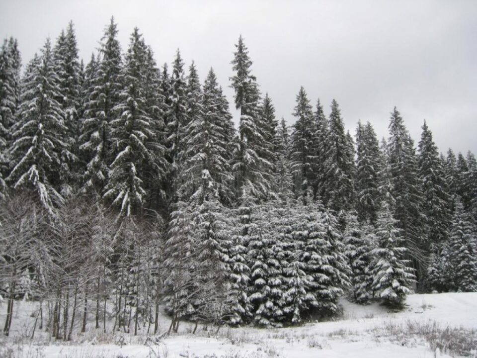 Tânăr rănit, salvat din pădure după căutări la care au participat 36 de persoane