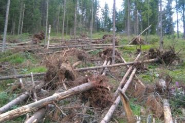 Tăieri ilegale de arbori, prin înscenarea unor furtuni