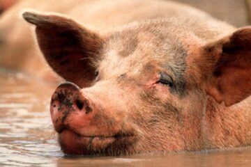 „Ciuma porcină”