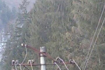 Cele mai multe probleme la rețeaua de curent electric au fost cauzate de copacii doborâți de vânt, care au căzut peste fire