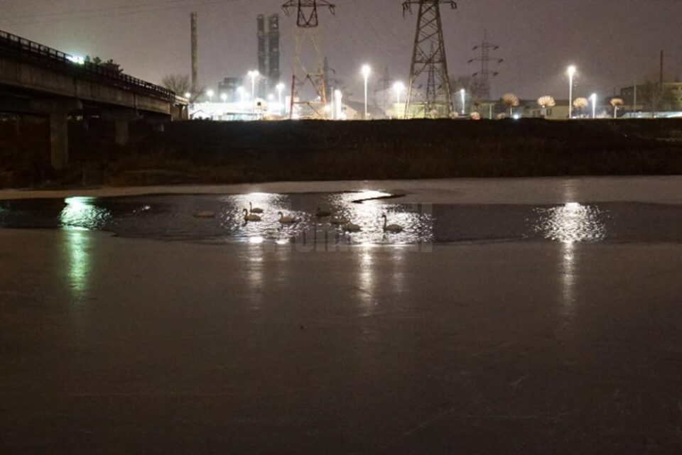 Lebedele de pe râul Suceava