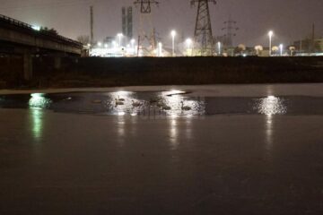 Lebedele de pe râul Suceava