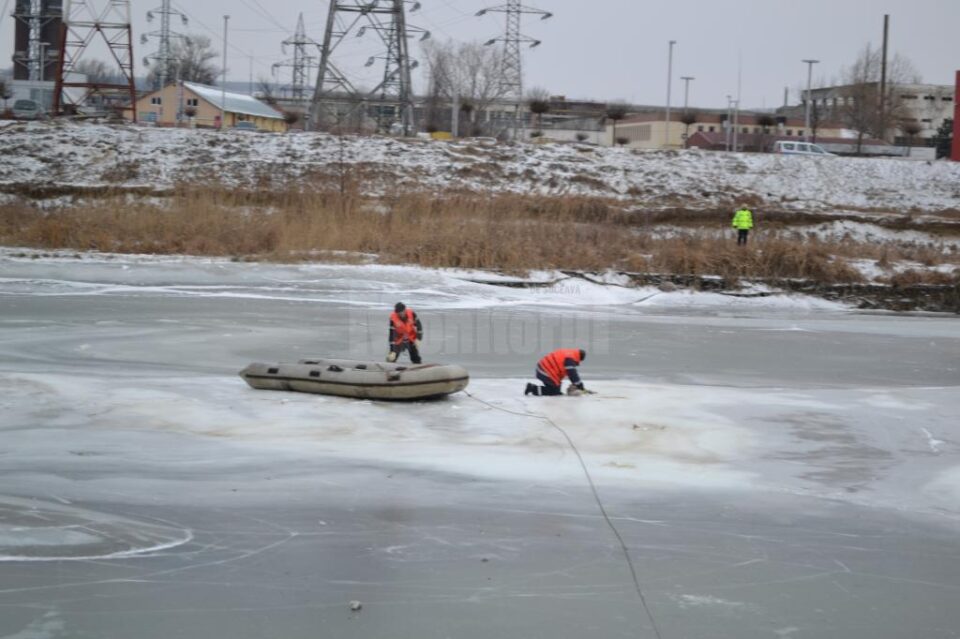 Intervenția pentru salvarea lebedelor de pe râul Suceava a continuat sâmbătă