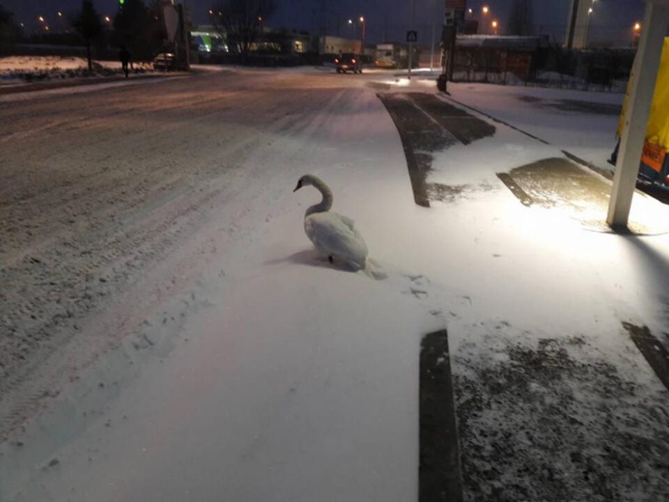 Lebăda salvată aseară de un sucevean