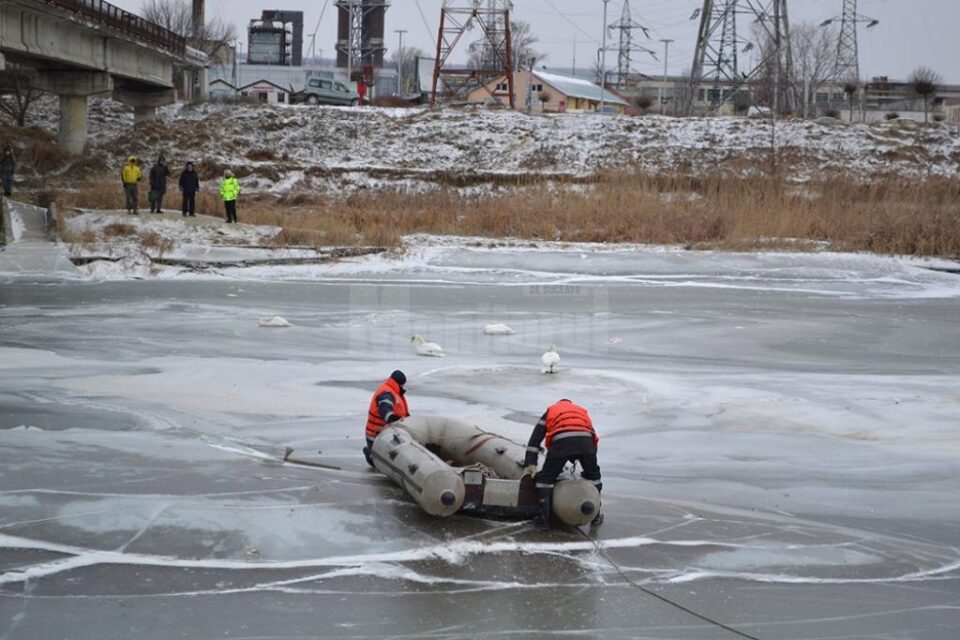 Lebedele înghețate pe râul Suceava, la Bazar