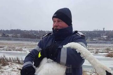 Lebăda care a fost prinsă de pompieri sâmbătă