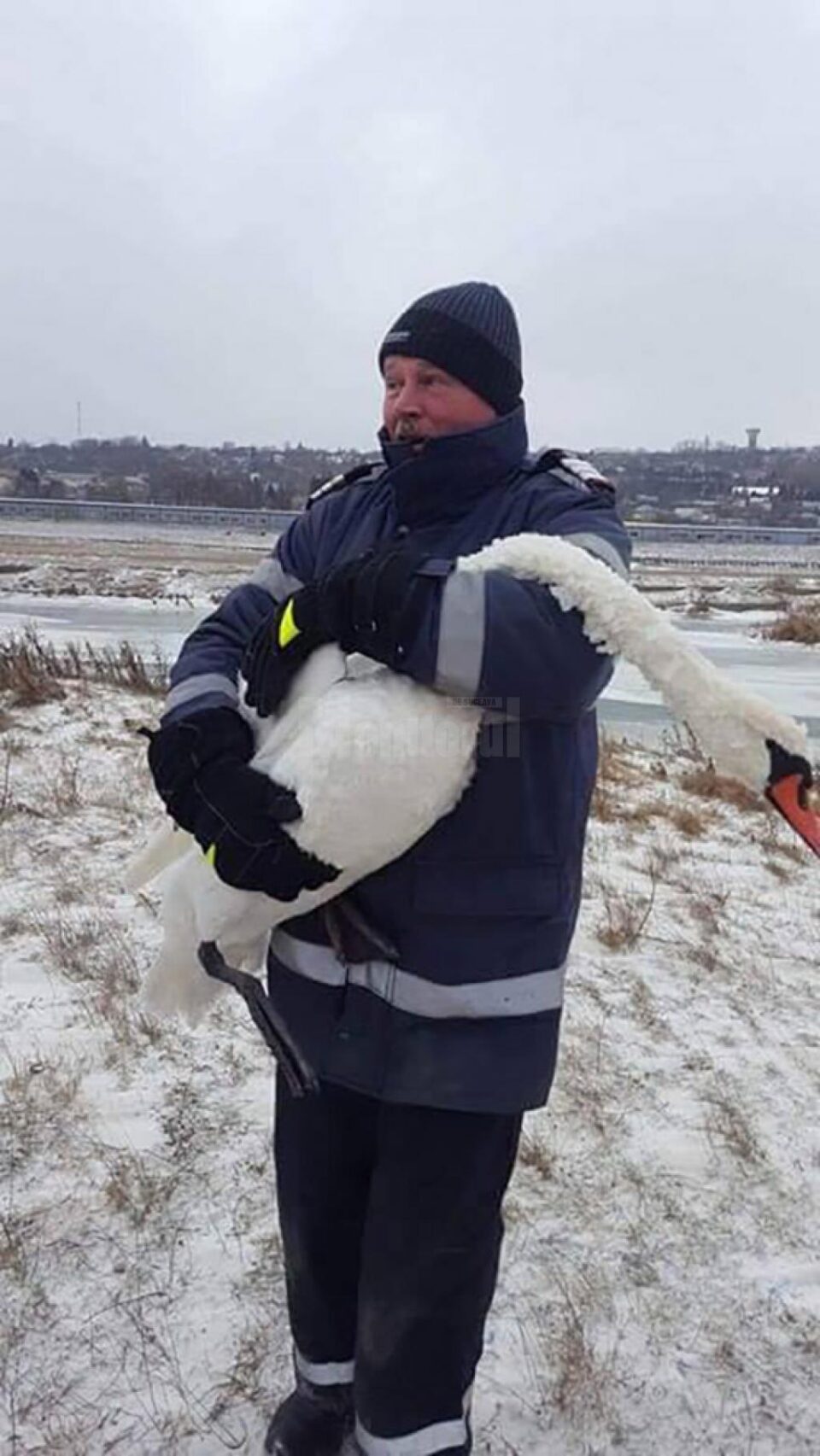 Lebăda care a fost prinsă de pompieri sâmbătă