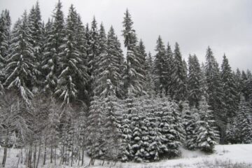 Cod galben de ninsori și viscol, de marți noapte până miercuri noapte, în județul Suceava