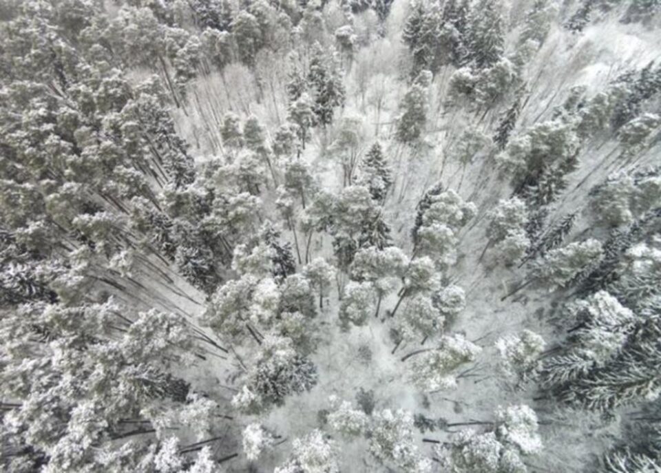 Imagini surprinse cu drona, folosite de Garda Forestieră Suceava pentru combaterea tăierilor ilegale de pădure