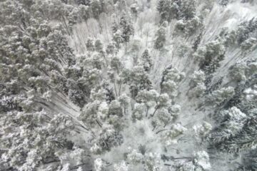 Imagini surprinse cu drona, folosite de Garda Forestieră Suceava pentru combaterea tăierilor ilegale de pădure