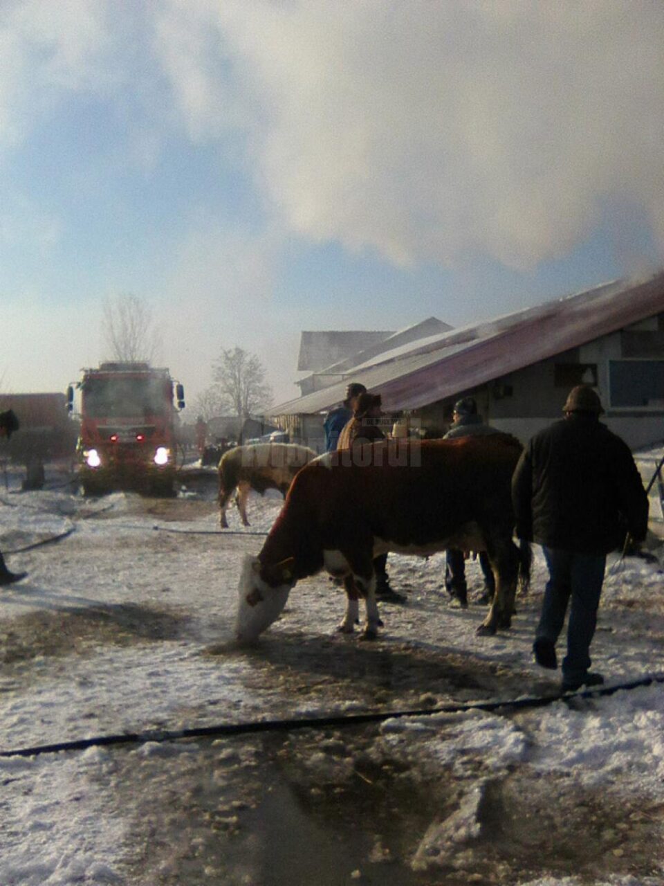 Din fericire toate animalele au fost salvate