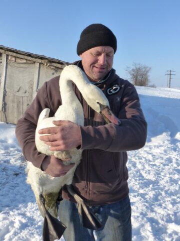 Florin Hostiuc este cel care a salvat lebăda dintre ghețuri și a cazat-o la stâna sa din Ipotești