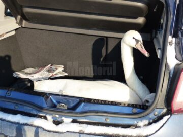 O lebădă găsită aproape înghețată pe malul râului Suceava a fost salvată de un bărbat din Ipotești